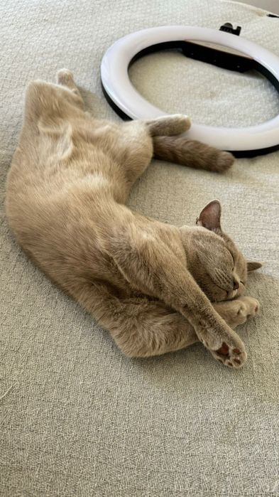 Британский скотиш прямоухий. Леона. Из Турции.