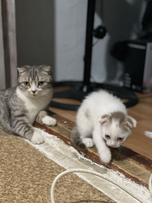 Продам котенка ,мальчик