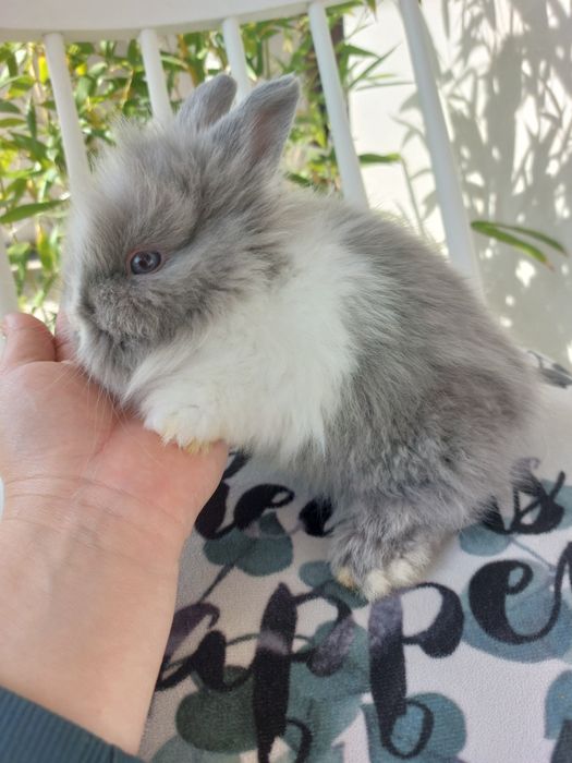 Iepuri teddy pitic, 6 saptamani