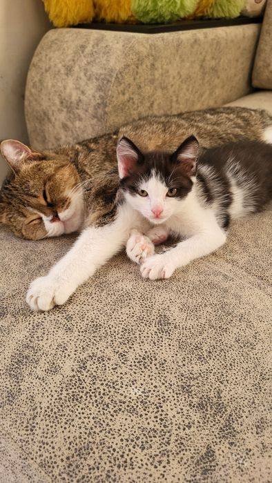 Отдам котенка в добрые руки