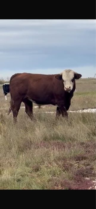 Говядина в продаже