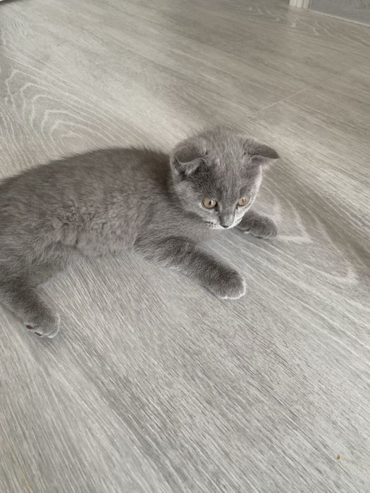 британский котёнок