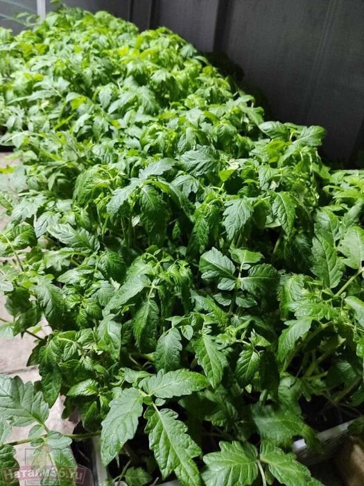 Продам рассаду томатов, баклажан, перец