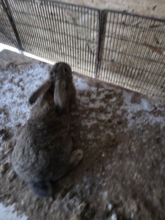 Продам кроликов подрощенных