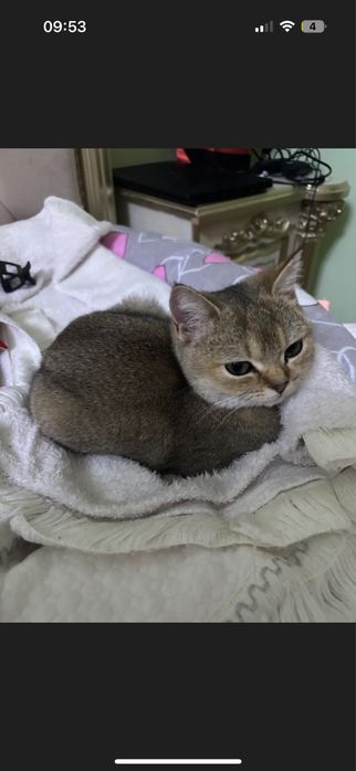 Золотая шиншилла тозза зотли девочка 6 месяцев