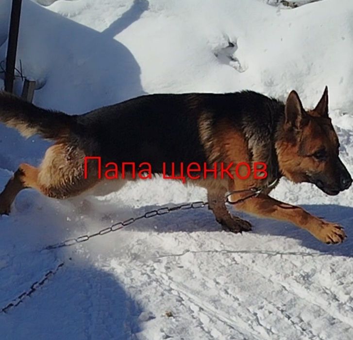 Немецкая овчарка.Щенки,девочки.