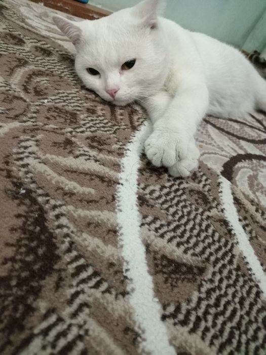 Британские кот белый