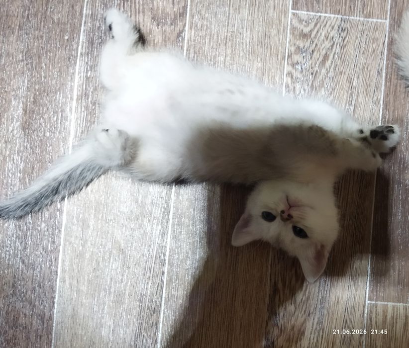 Продажа шотланских котят