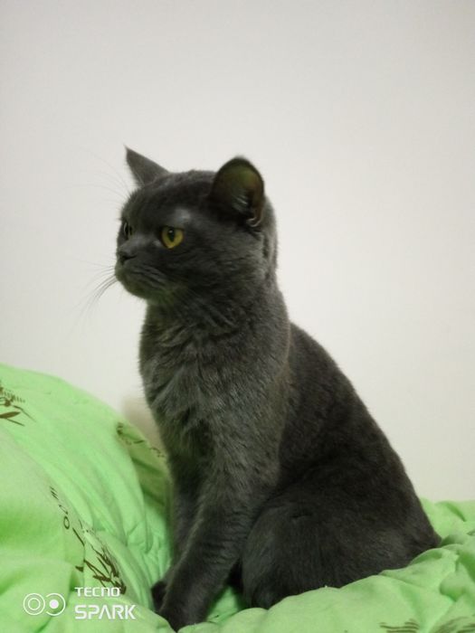 Срочно Кошка прадаётся девочка