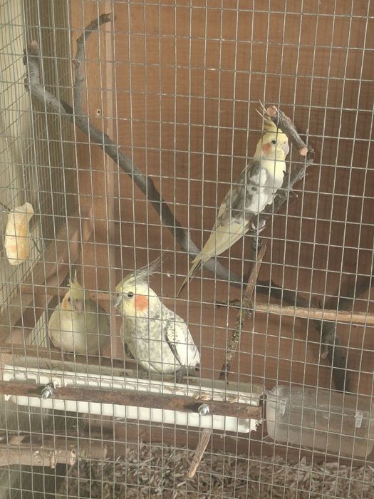 Sotiladi Papugay Karella 3ta