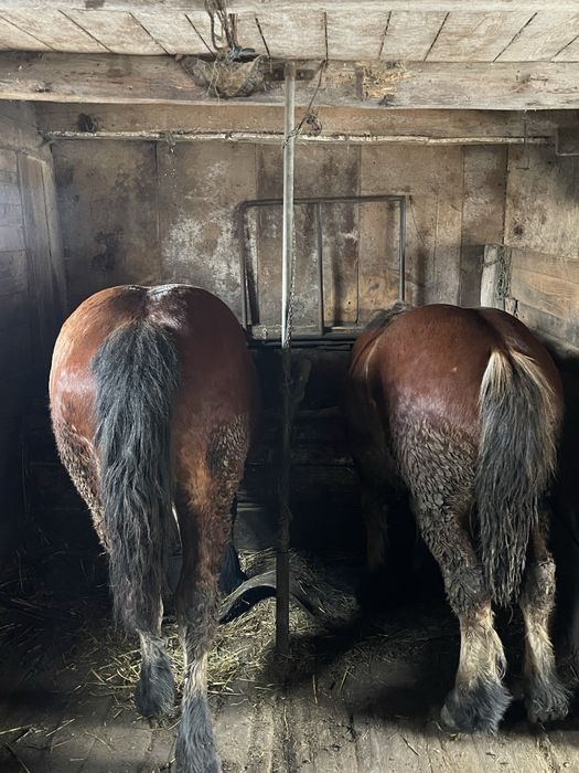 De vanzare o pereche de manzi