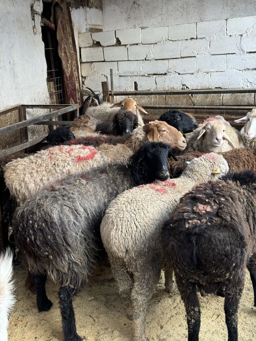 Продаются бараны на мясо