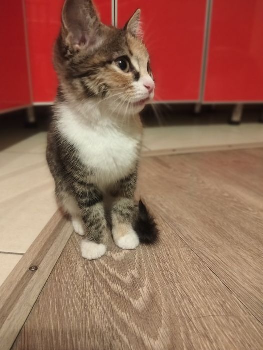 Срочно! Котенок девочка ищет дом!