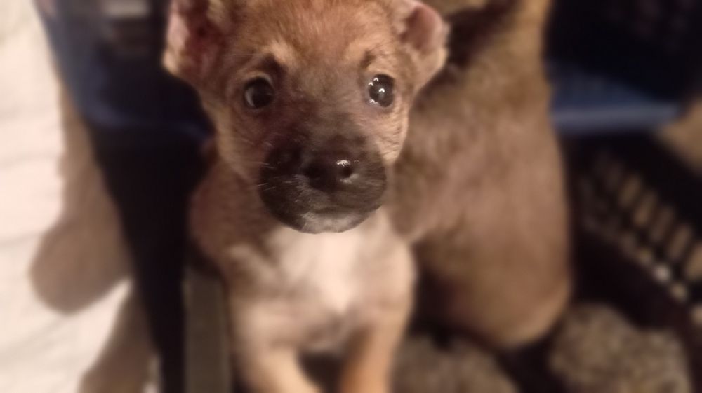 Ищем дом для сладких малышей.