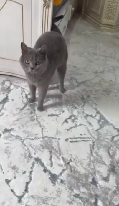 Shotlanskiy  erkak