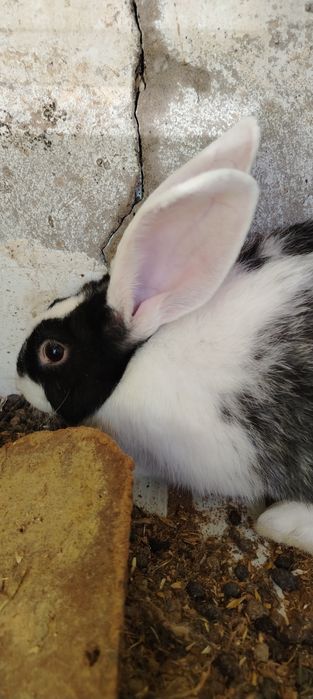 Zotdor quyon bolari 3 oyli boldi yiri narsala