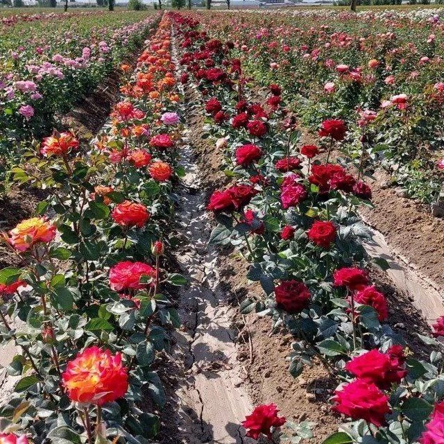 Атиргул кўчатлари сотилади