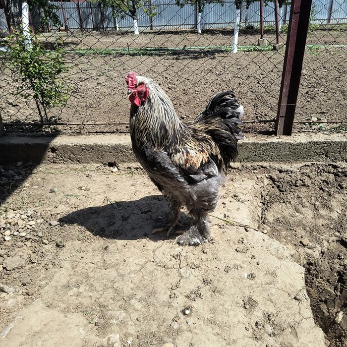 Găini brahma albastru