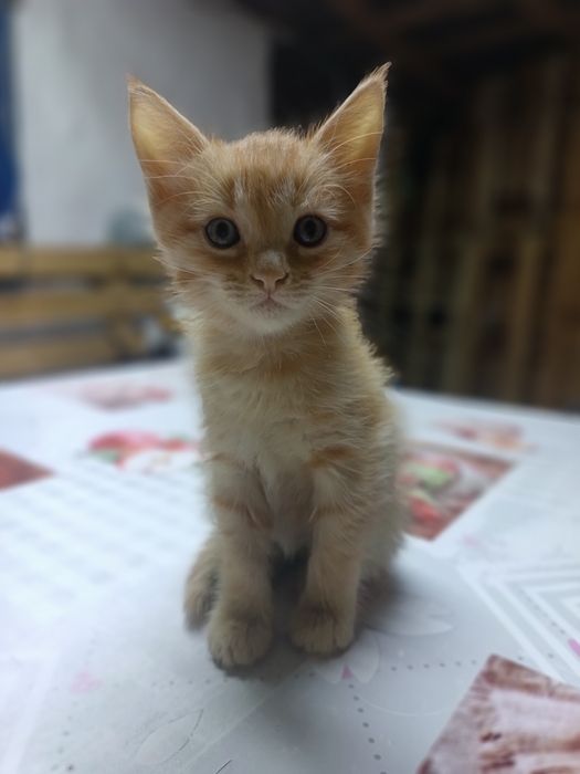 Котята в добрые ручки. 3 котенка