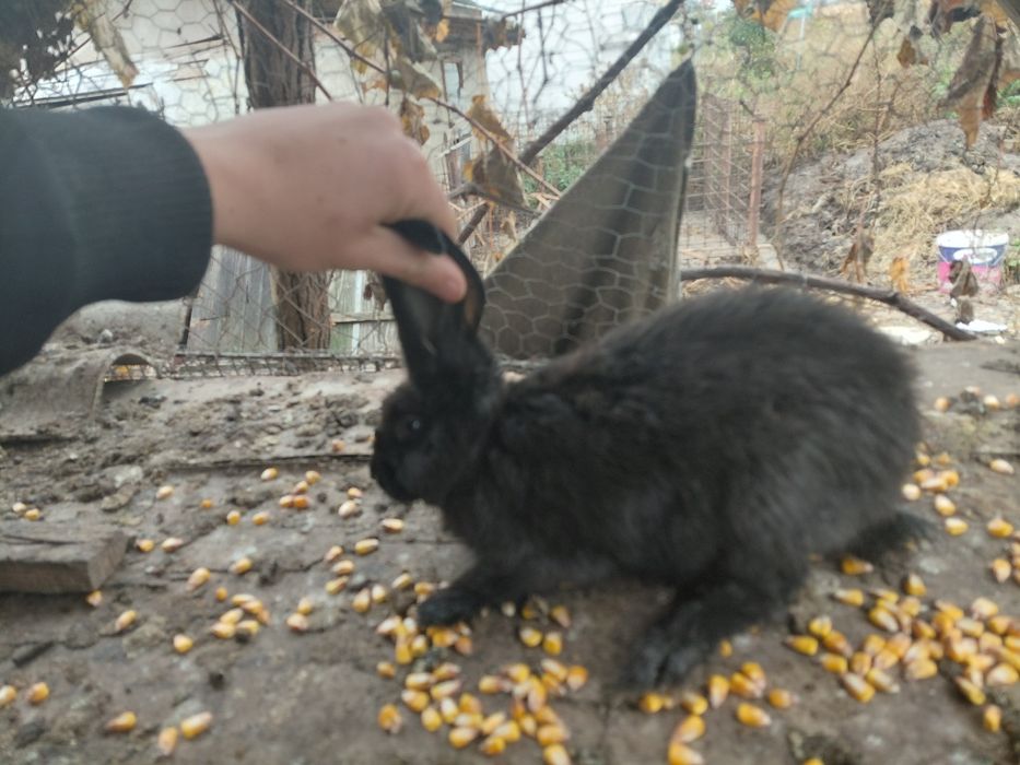 Iepuri- rasa urias belgian-uriaș german