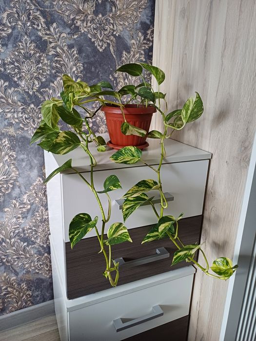 Комнатные растения