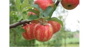 Mar Karnaval soi deosebit