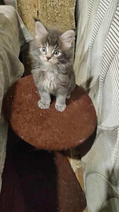 Котята Мейн куны