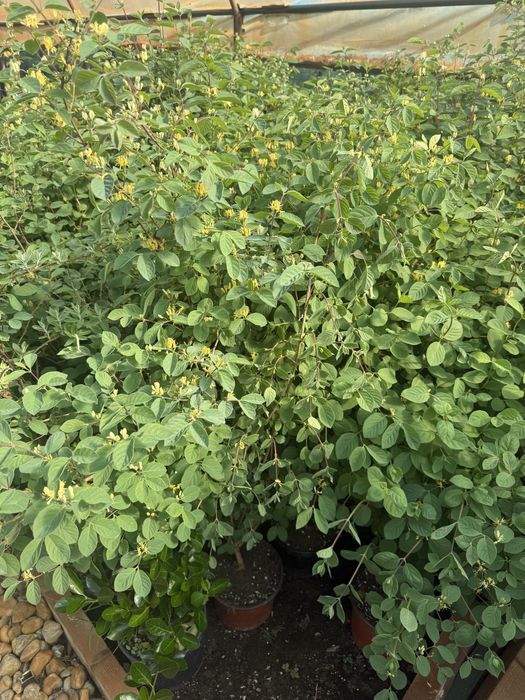Caprifoi tataresc 1m la ghiveci