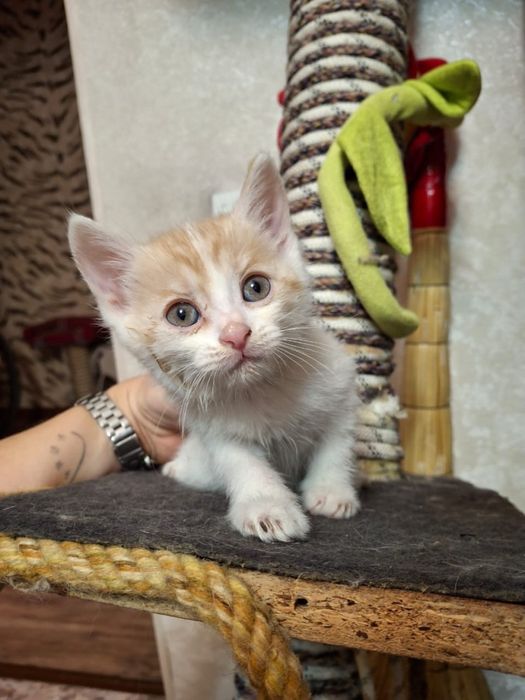 Отдам котенка мальчика в добрые руки