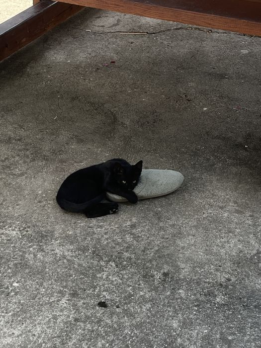 4 pisicute spre adopție