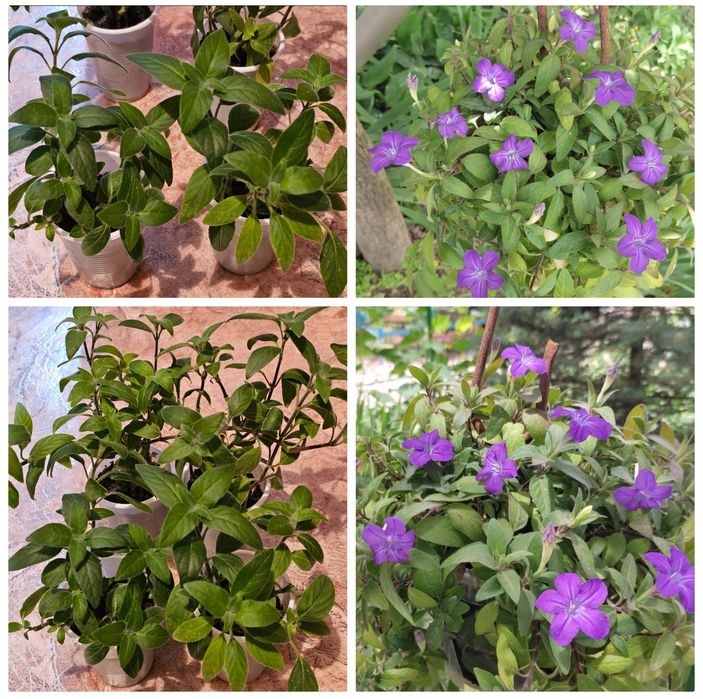 Неприхотливые цветы