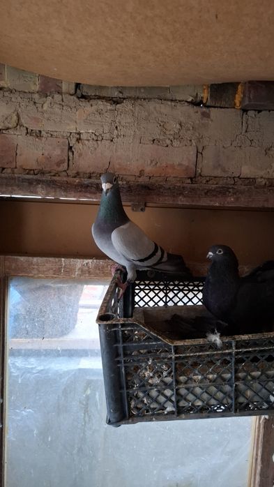 Почтовые голуби самцы