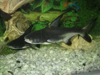 Продаются Акулы Пангасиус Акулий Сом и Пиранья