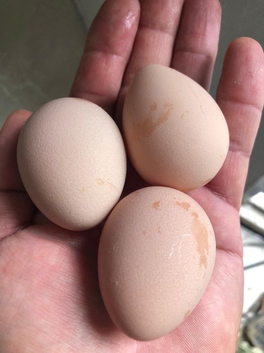 Vand oua de bibilica