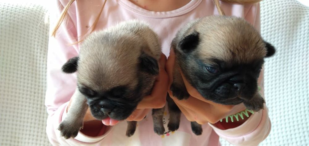 Продам щенков мопса, рассрочка каспи