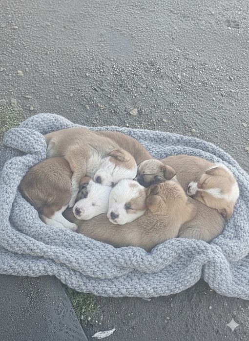 DONEZ pui de cățel - gratuit