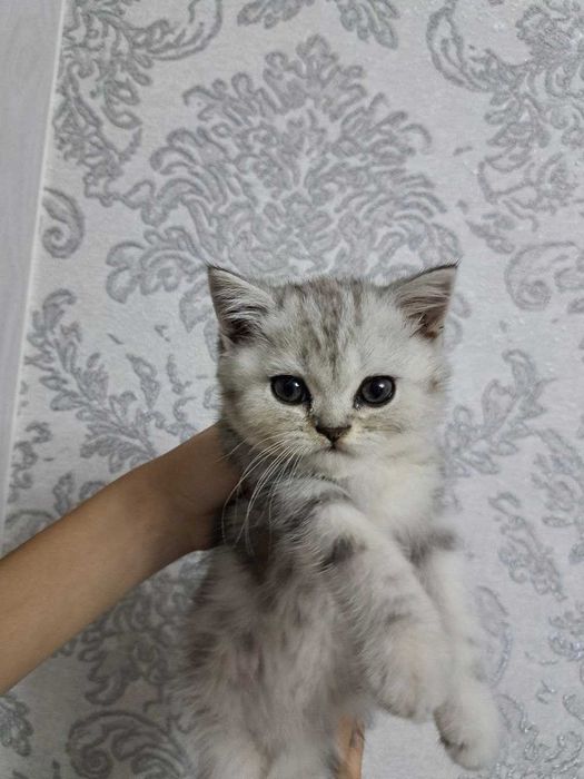 Продаются котята Серебро Шиншилла