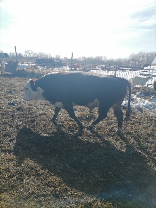 Хороший Бык на племя