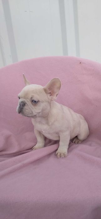 Mascul bulldog francez crem merle ochi husky