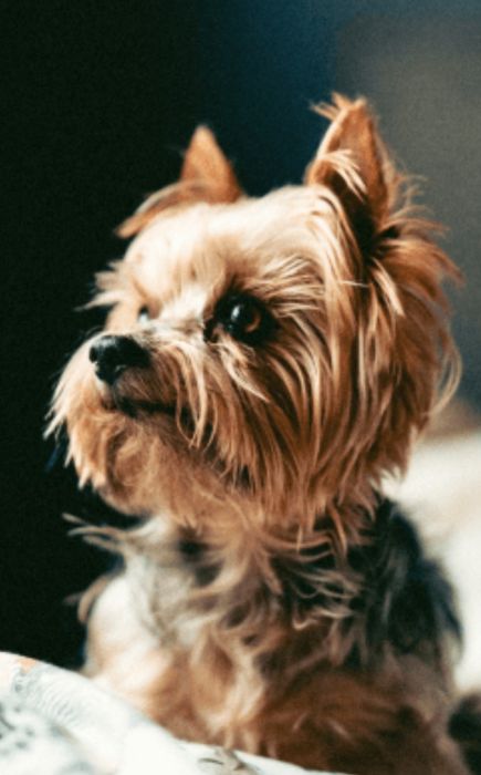 Продам мини Йорка