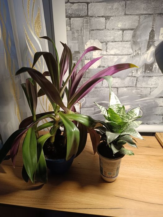 Продаются комнатные цветы