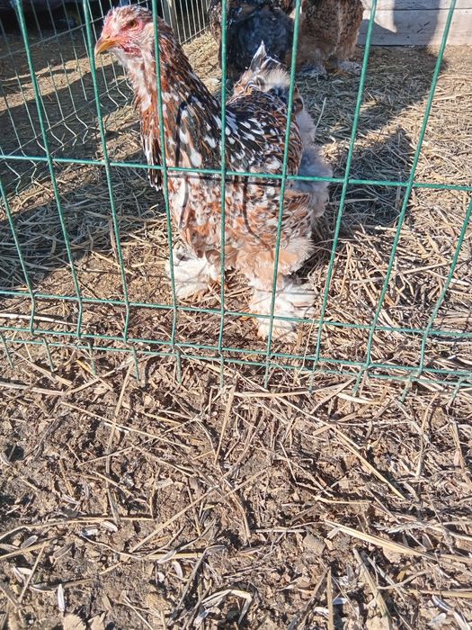 Ouă Brahma porțelan si bobat