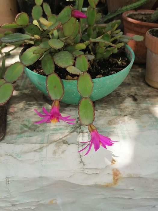 Кактусы различные