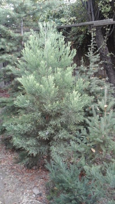 Декоративные растения-мамонтово дерево, кедры и ели.