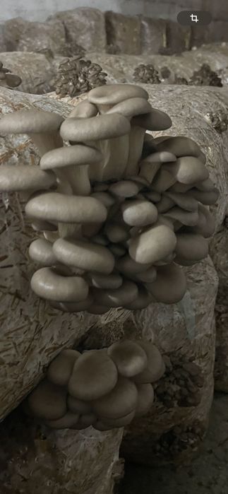 Pleurotus Bihor de vânzare