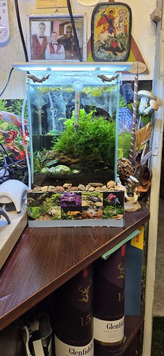 Продавам 10 л.аква със нано риби и ред черита скариди