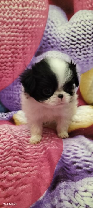 Девочка японского хина.