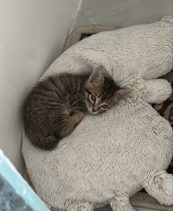 Котенку нужен дом