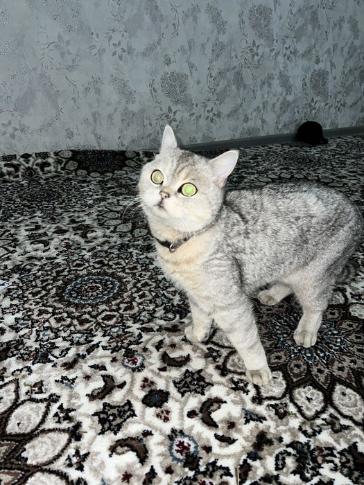 Mushuk yaxshi parodali soglom hujjati bor yaxshi qolga beraman faqat.