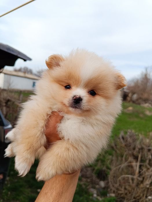 Белые щенки доставка по Казахстану))(